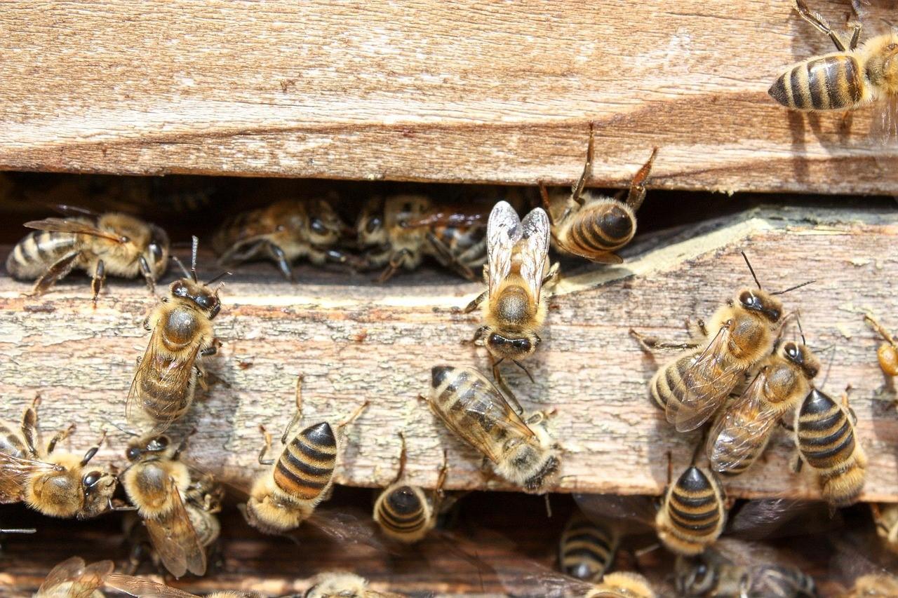 Routinierte Bienen im Bienenstock